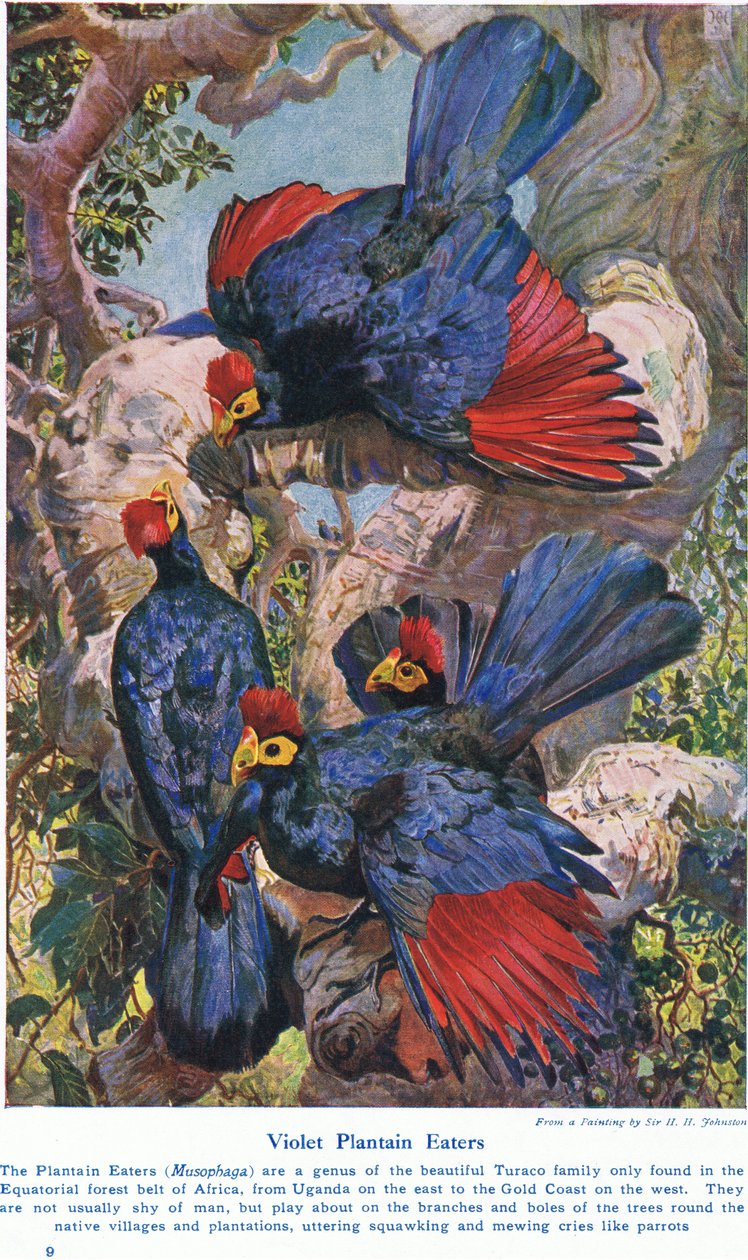 Fioletowi zjadacze platanów, ilustracja z "Cudów lądu i morza", opublikowana przez Cassell, Londyn, 1914 r. autorstwa Harry Hamilton Johnston