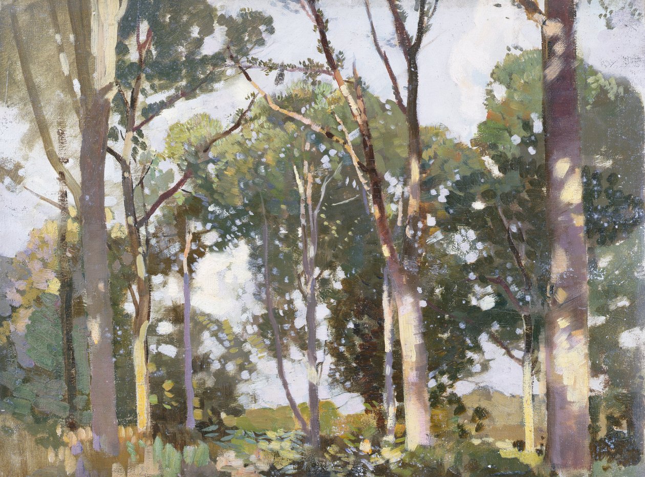 Drzewa w słońcu (panel) autorstwa Harry Watson