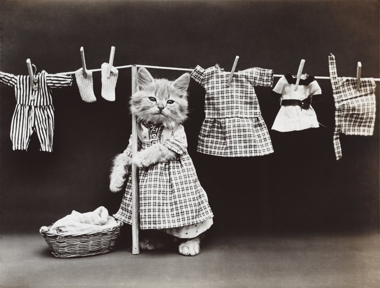 Seria Kitties: Suszenie prania, ok. 1914 (srebrna odbitka) autorstwa Harry Whittier Frees