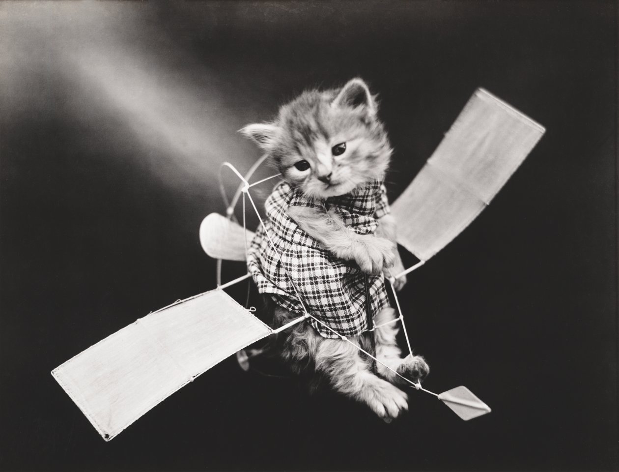 Seria Kitties: Pilot lecący samolotem, ok. 1914 (srebrna odbitka) autorstwa Harry Whittier Frees