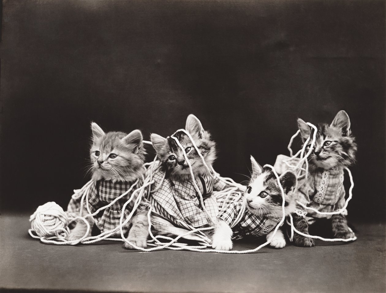 Seria kotków: Tangled in Yarn, ok. 1914 (srebrna odbitka) autorstwa Harry Whittier Frees