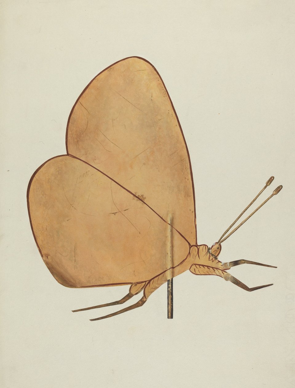Wiatrowskaz motylkowy, ok. 1938. autorstwa Hazel Hyde
