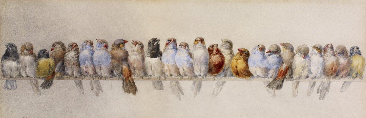 Okoń ptaków, ok.1880 (akwarela i grafit na papierze) autorstwa Hector Giacomelli