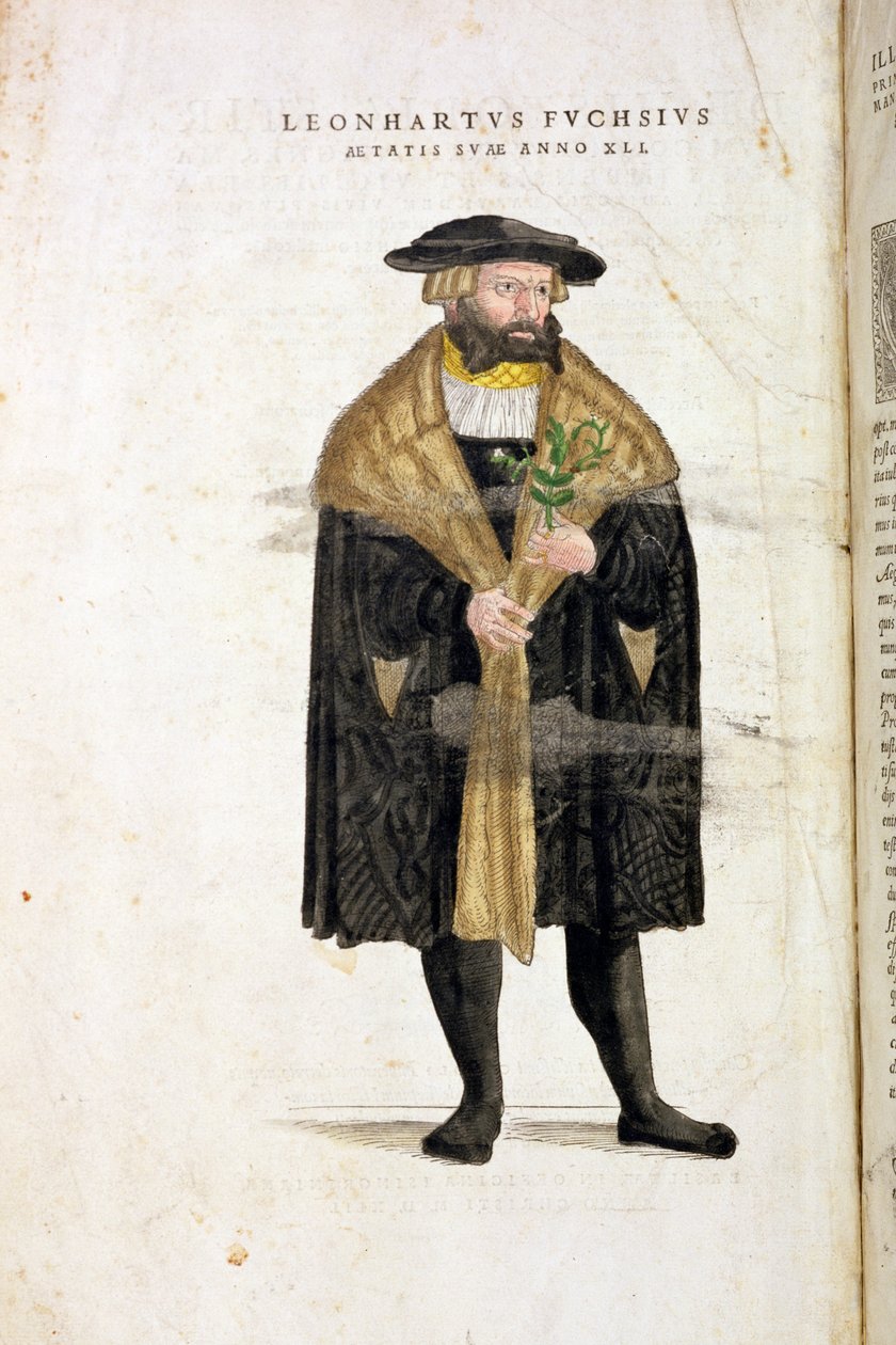 Portret autora w wieku 41 lat, z "De Historia Stirpium Commentarii Insignes" Leonarda Fuchsa (1501-66), rytowany przez Rudolphe Speckle (zm.1550), wydany w 1542 r. autorstwa Heinrich and Meyer, Albert Fullmaurer