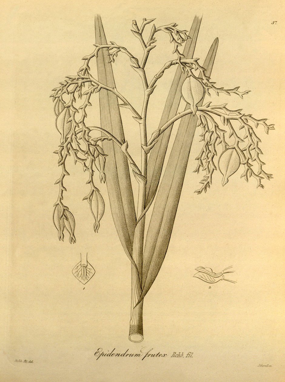 Ilustracja: Epidendrum frutex autorstwa Heinrich Gustav Reichenbach