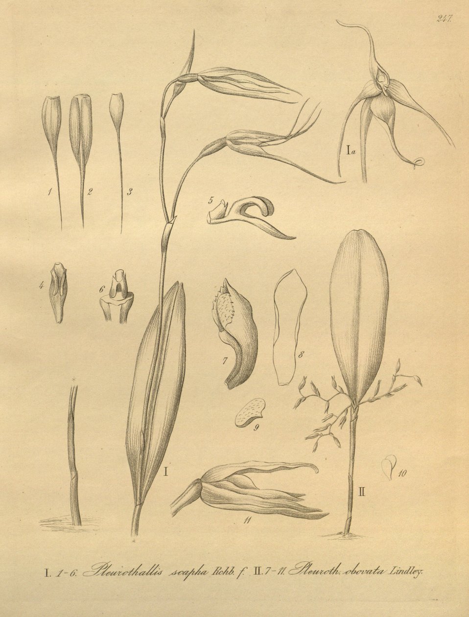 Ilustracja Pleurothallis sirene autorstwa Heinrich Gustav Reichenbach