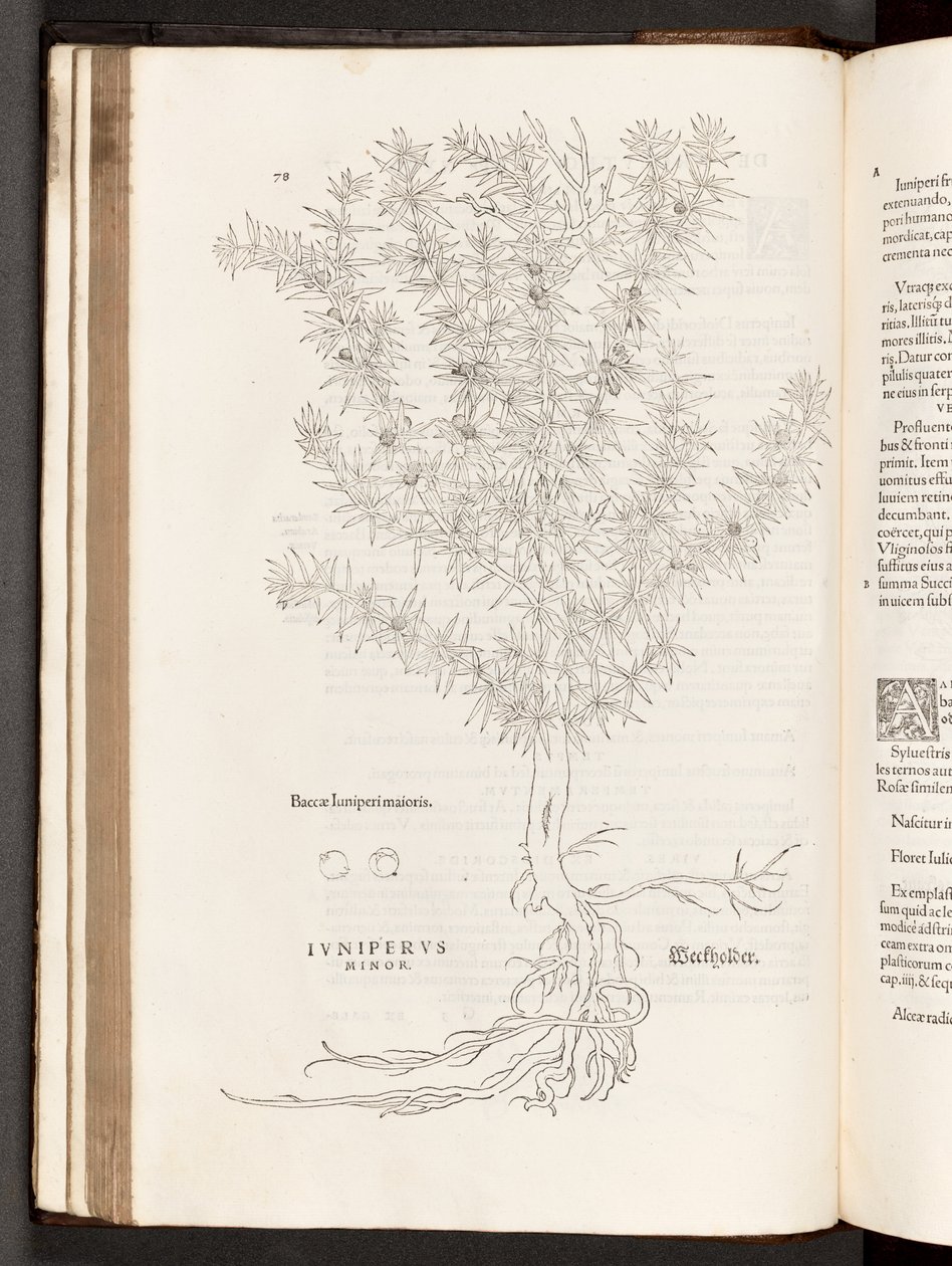 BT3.267.5 s.78 Jałowiec, ilustracja z Historii rasizmu Leonharta Fuchsa, 1542 autorstwa Heinrich and Meyer, Albert Fullmaurer