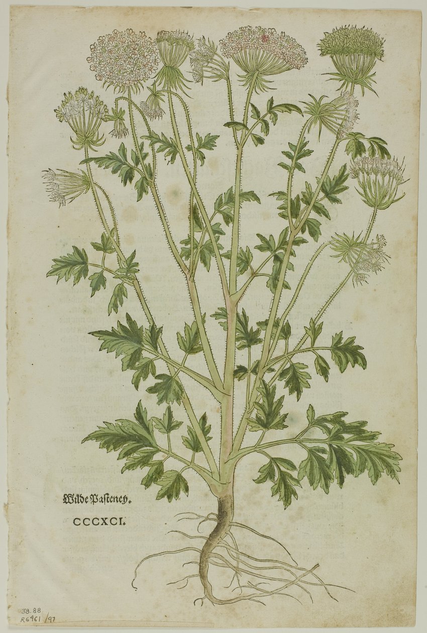 Kartka z Nowego Kreuterbuch Leonharta Fuchsa, tablica 97 Drzeworyty z ksiąg XVI w. autorstwa Heinrich Füllmaurer