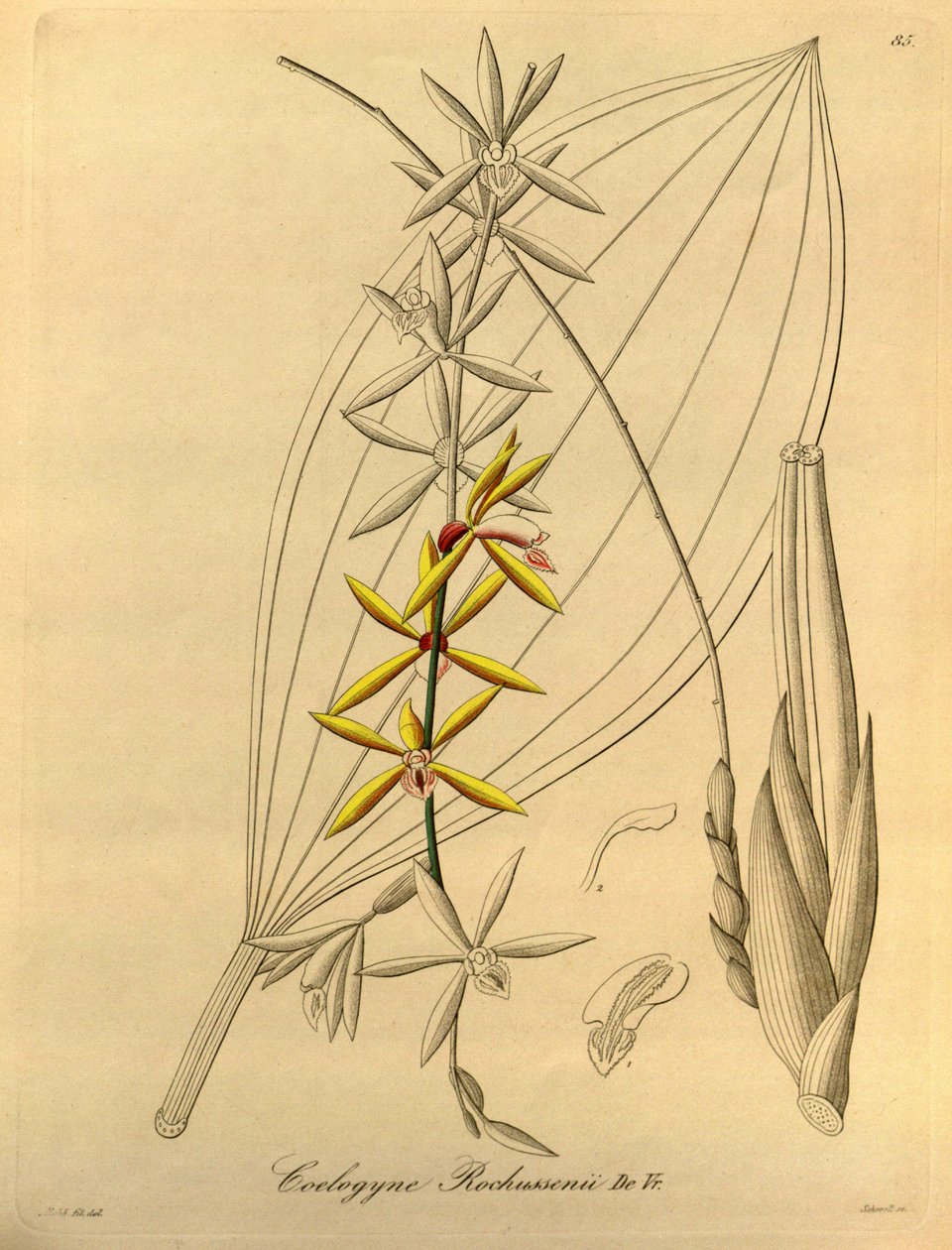 Coelogyne rochussenii autorstwa Heinrich Gustav Reichenbach