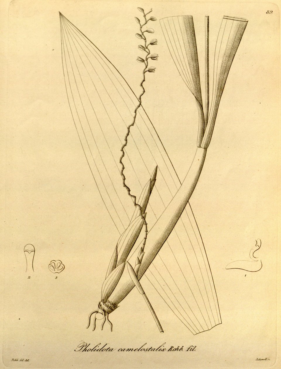 Ilustracja Pholidota camelostalix autorstwa Heinrich Gustav Reichenbach