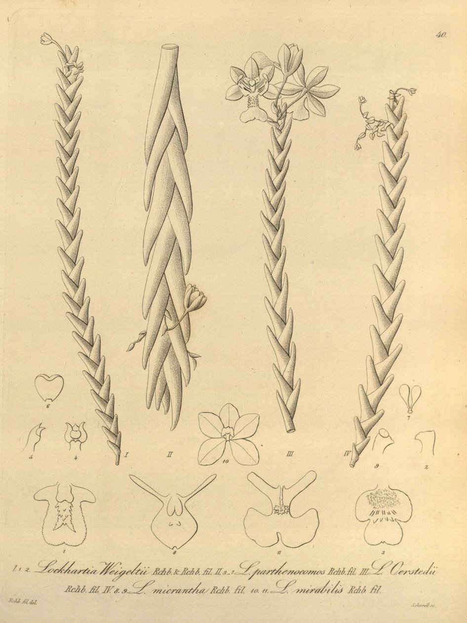 Lockhartia - Xenia vol 1 (1858) fig 40 autorstwa Heinrich Gustav Reichenbach