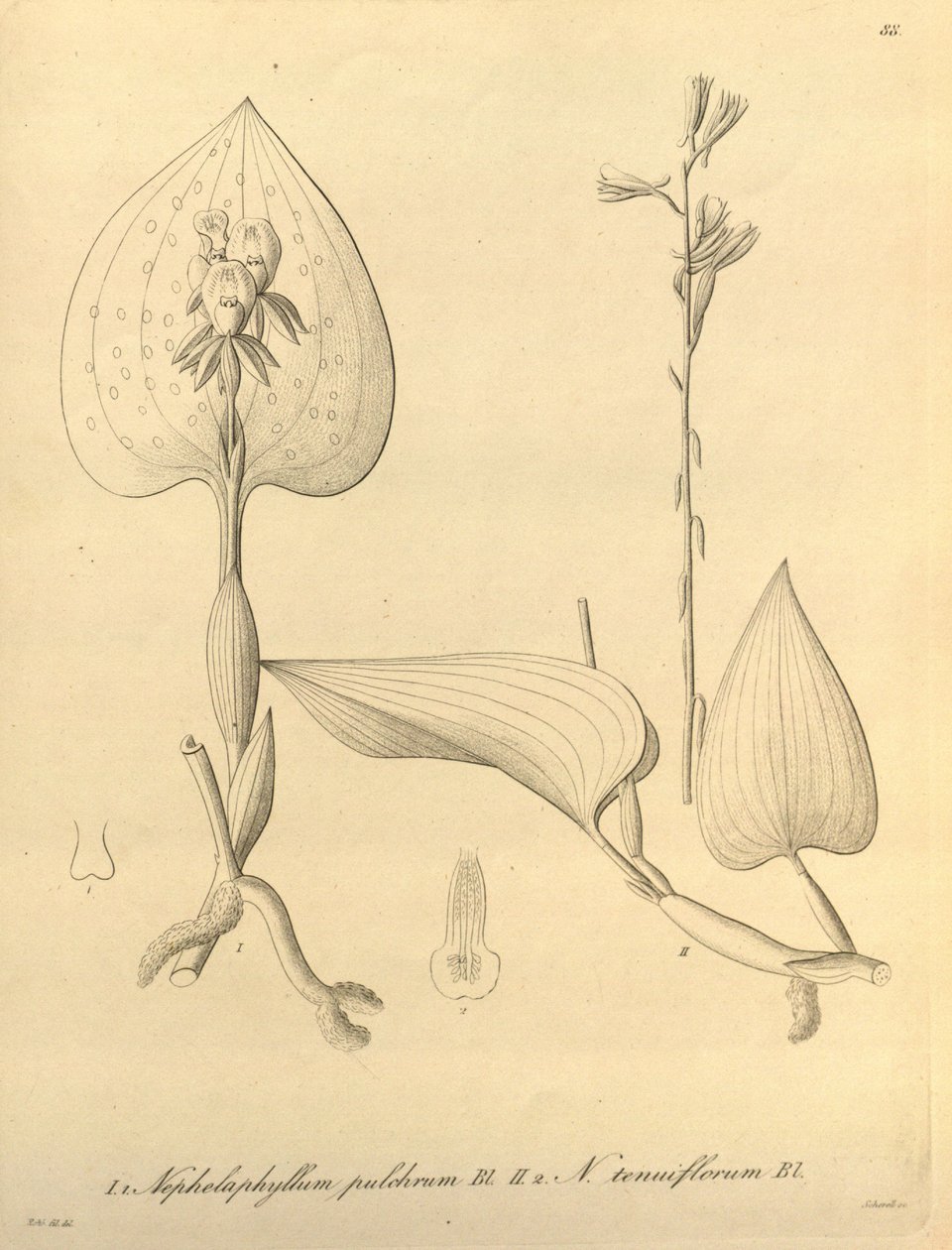 Ten plik pochodzi z Biblioteki Dziedzictwa Bioróżnorodności i jest dostępny online pod adresem: biodiversitylibrary.org/page/696488 autorstwa Heinrich Gustav Reichenbach