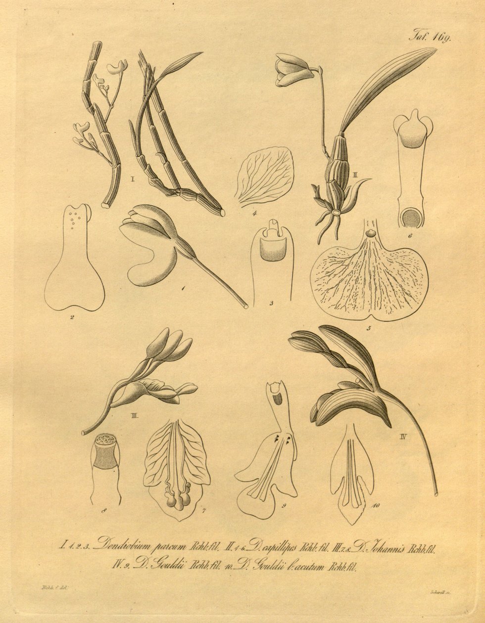 Ten plik pochodzi z Biblioteki Dziedzictwa Bioróżnorodności i jest dostępny w Internecie pod adresem: biodiversitylibrary.org/page/698365 autorstwa Heinrich Gustav Reichenbach
