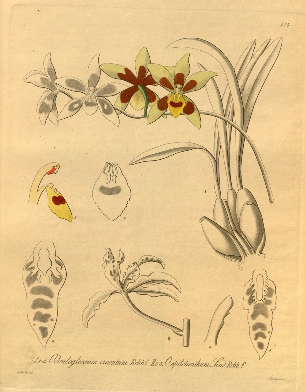 Ten plik pochodzi z Biblioteki Dziedzictwa Bioróżnorodności i jest dostępny online pod adresem: biodiversitylibrary.org/page/698370 autorstwa Heinrich Gustav Reichenbach