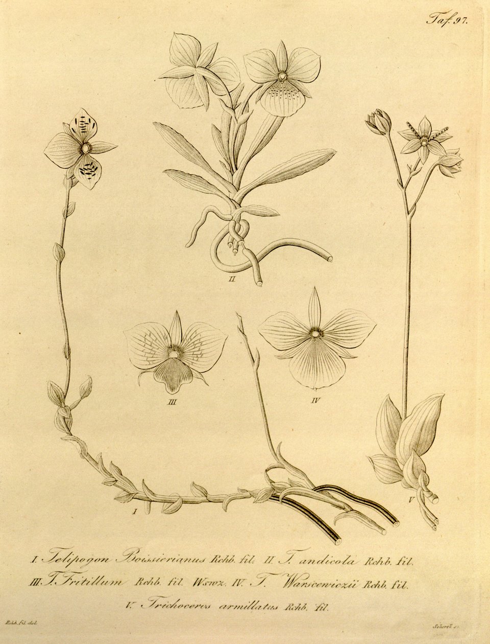 Ten plik pochodzi z Biblioteki Dziedzictwa Bioróżnorodności i jest dostępny online pod adresem: biodiversitylibrary.org/page/696497 autorstwa Heinrich Gustav Reichenbach