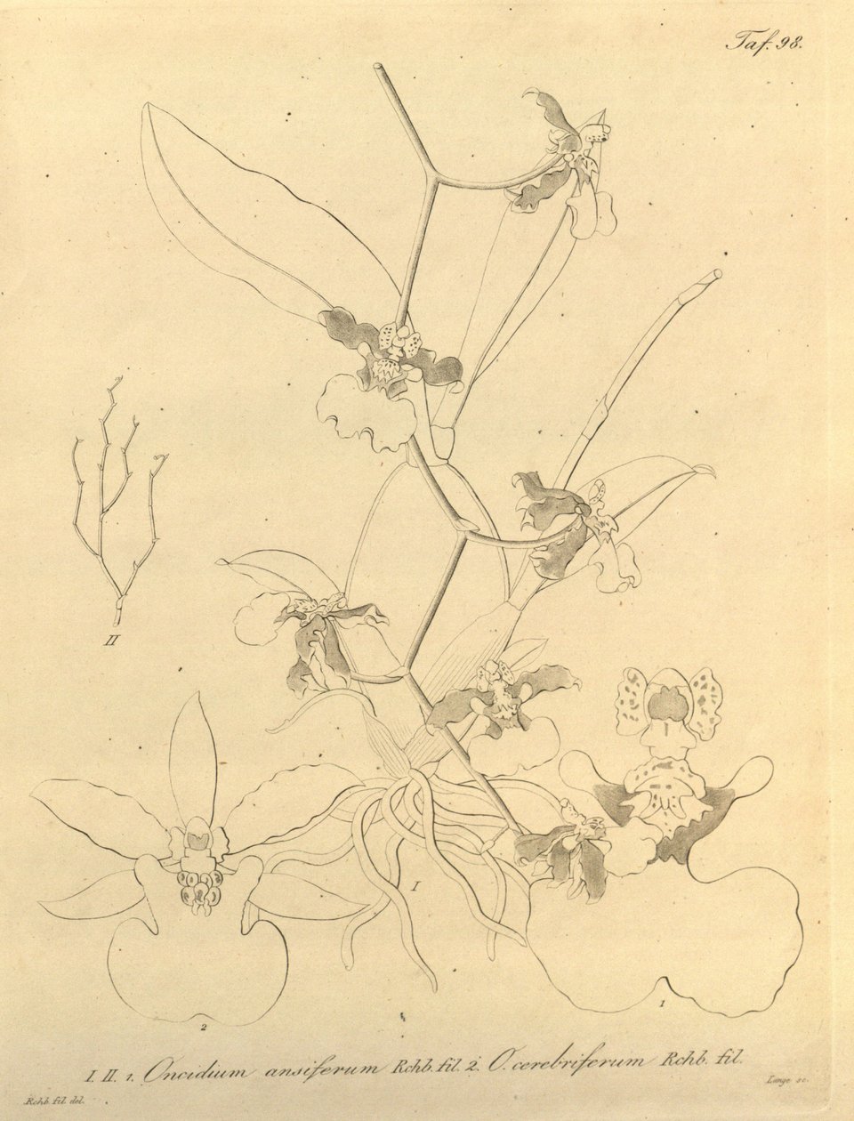 Ten plik pochodzi z Biblioteki Dziedzictwa Bioróżnorodności i jest dostępny online pod adresem: biodiversitylibrary.org/page/696498 autorstwa Heinrich Gustav Reichenbach