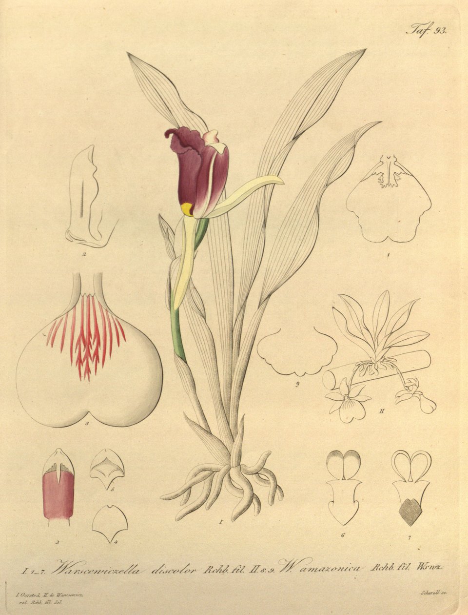 Ten plik pochodzi z Biblioteki Dziedzictwa Bioróżnorodności i jest dostępny online pod adresem: biodiversitylibrary.org/page/696493 autorstwa Heinrich Gustav Reichenbach