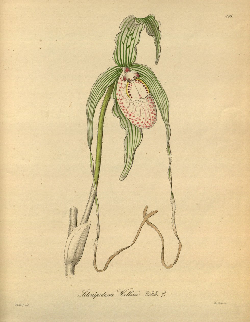 Ten plik pochodzi z Biblioteki Dziedzictwa Bioróżnorodności i jest dostępny online pod adresem: biodiversitylibrary.org/page/698377 autorstwa Heinrich Gustav Reichenbach