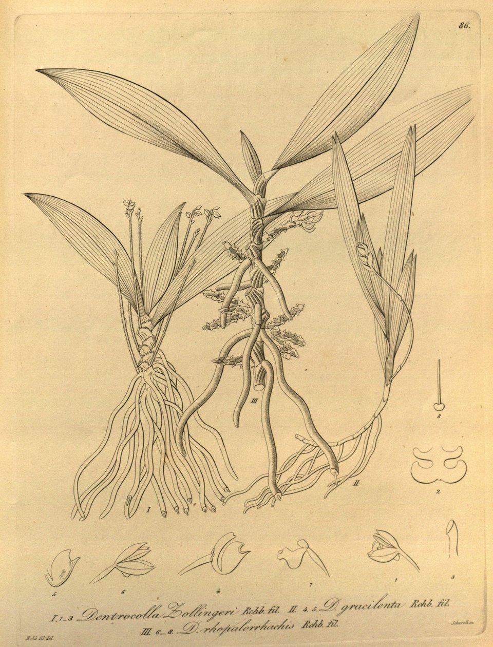 Ten plik pochodzi z Biblioteki Dziedzictwa Bioróżnorodności i jest dostępny w Internecie pod adresem: biodiversitylibrary.org/page/696486 autorstwa Heinrich Gustav Reichenbach