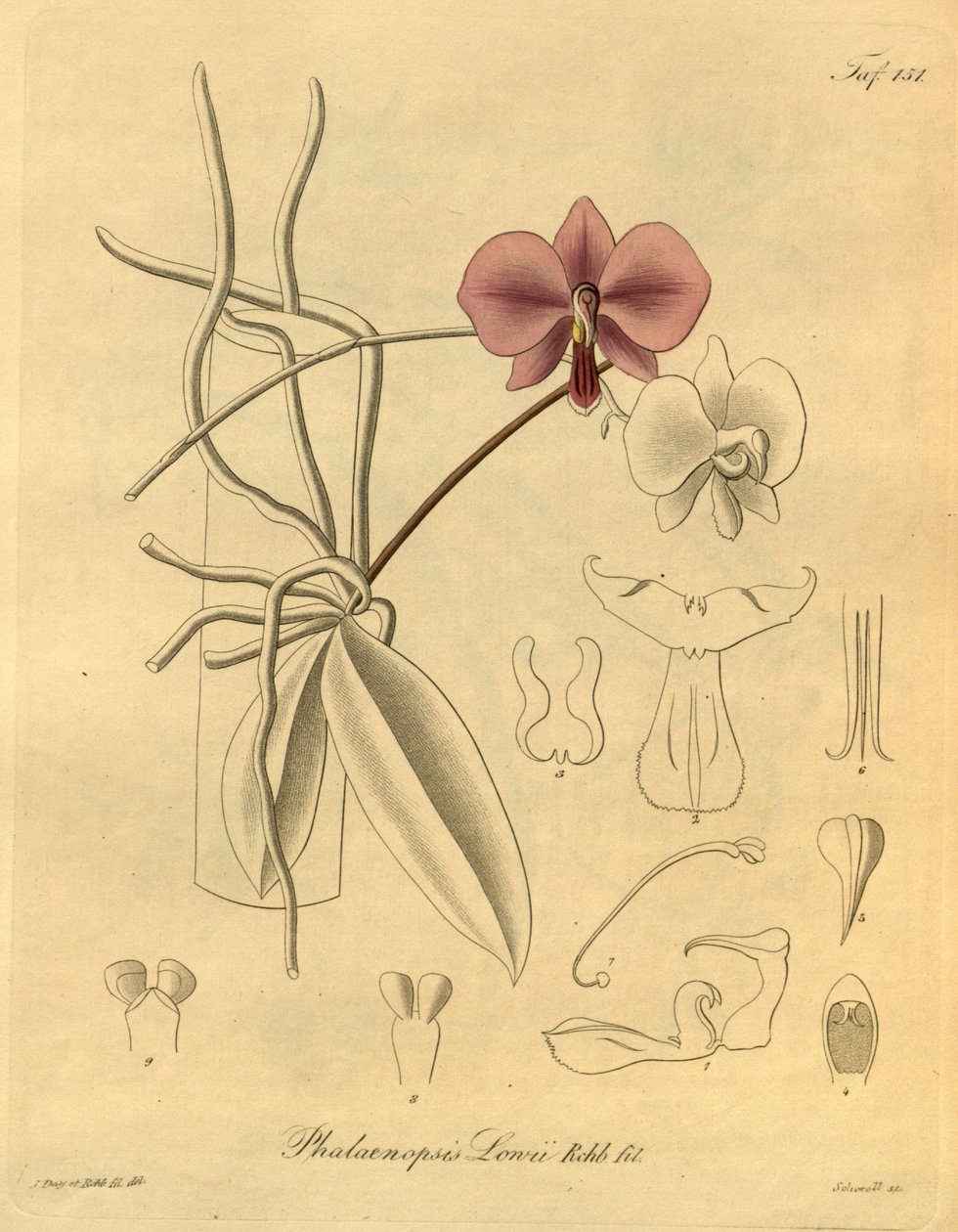Ten plik pochodzi z Biblioteki Dziedzictwa Bioróżnorodności i jest dostępny online pod adresem: biodiversitylibrary.org/page/698347 autorstwa Heinrich Gustav Reichenbach