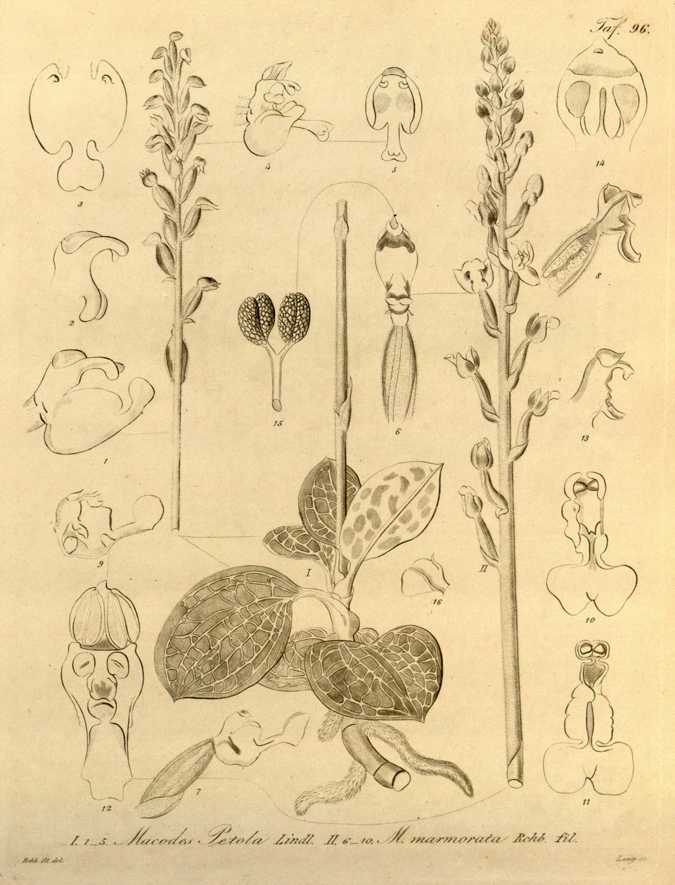 Ten plik pochodzi z Biblioteki Dziedzictwa Bioróżnorodności i jest dostępny online pod adresem: biodiversitylibrary.org/page/696496 autorstwa Heinrich Gustav Reichenbach
