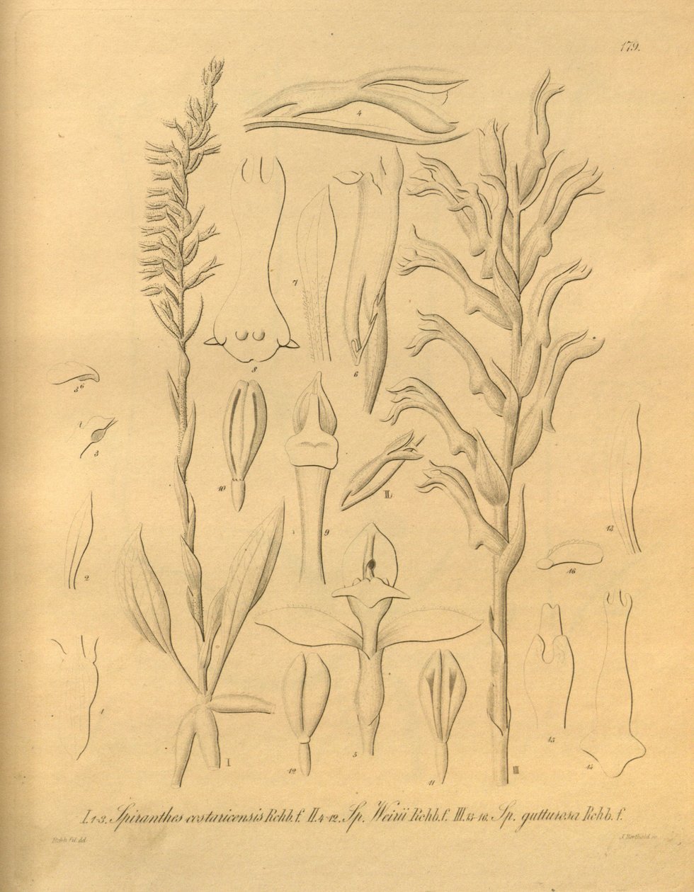 Ten plik pochodzi z Biblioteki Dziedzictwa Bioróżnorodności i jest dostępny online pod adresem: biodiversitylibrary.org/page/698375 autorstwa Heinrich Gustav Reichenbach