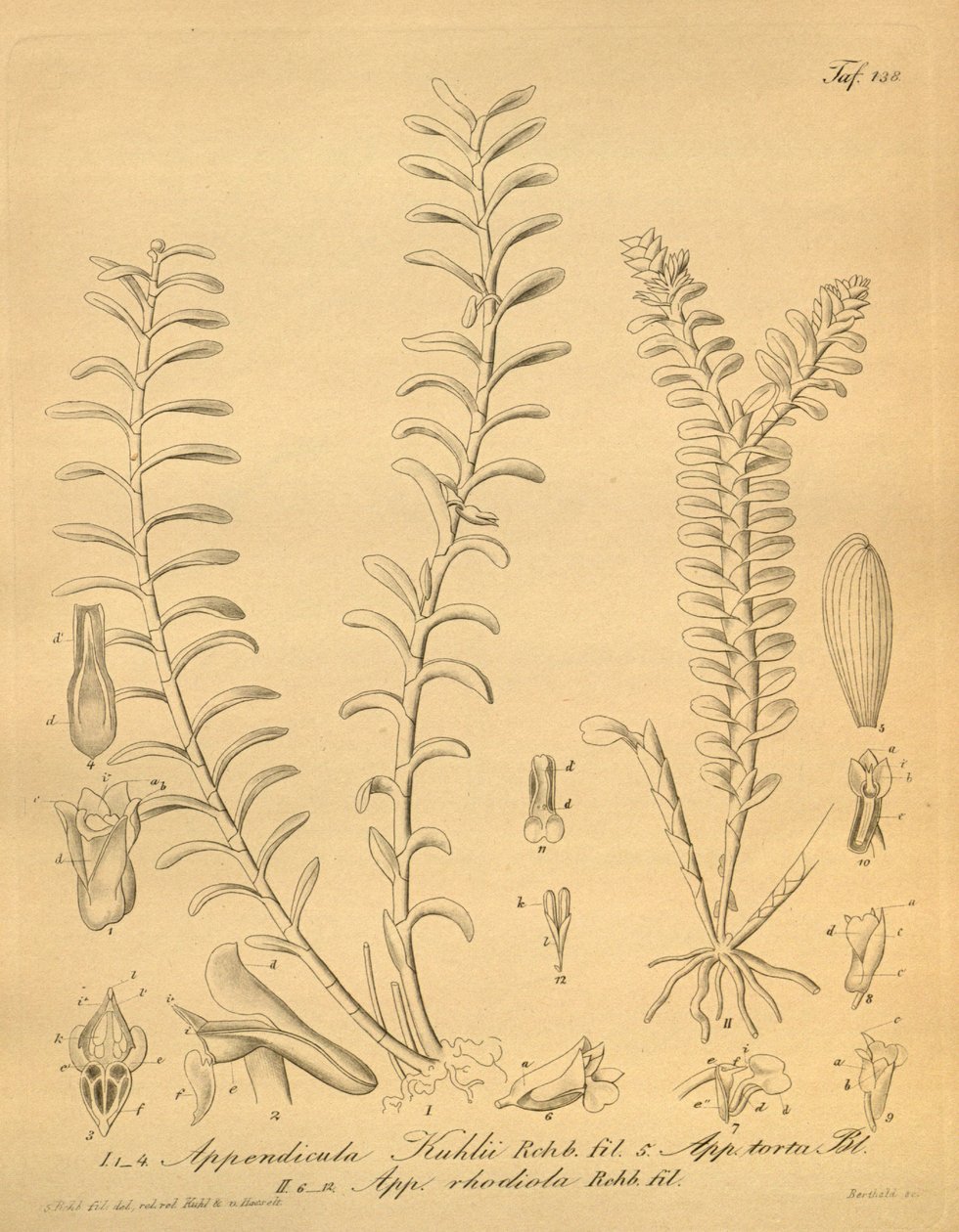 lustracje Appendicula kuhlii autorstwa Heinrich Gustav Reichenbach