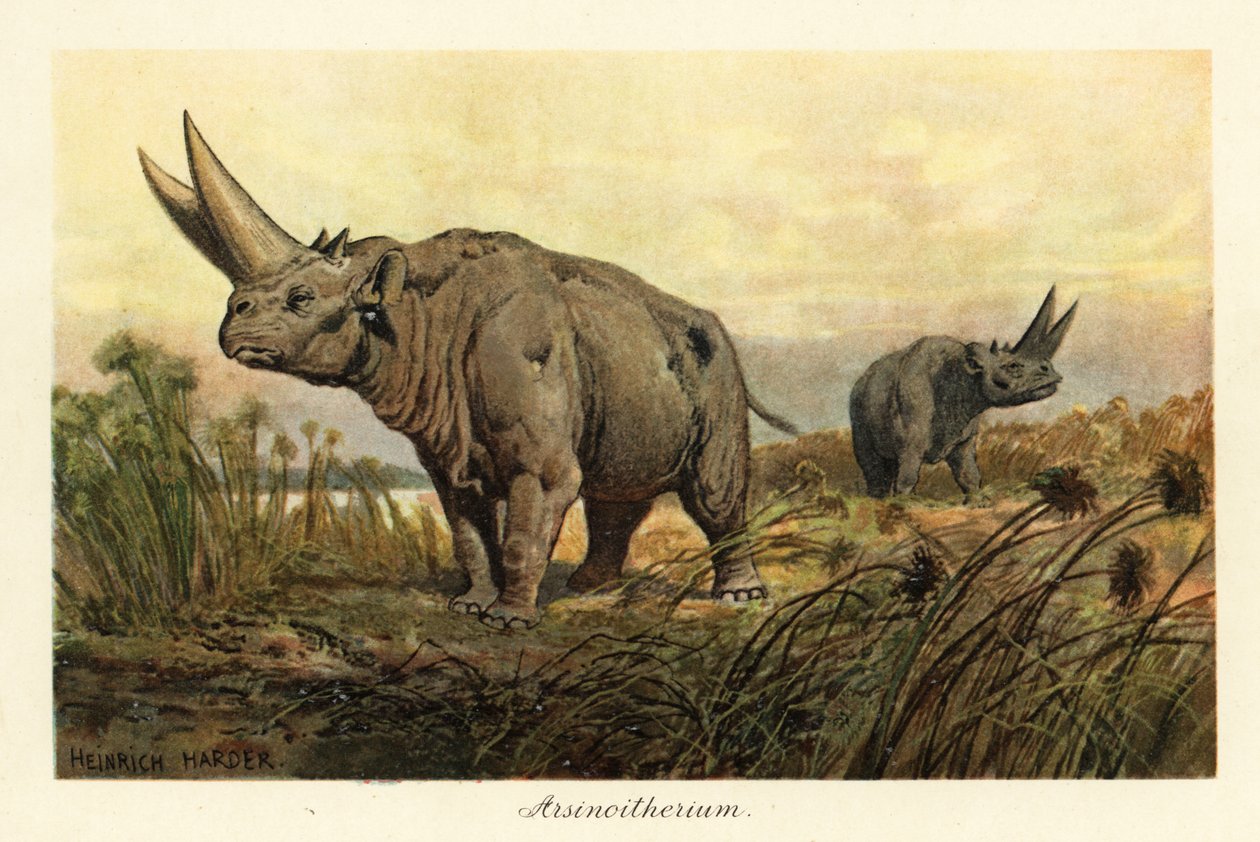 Arsinoitherium, wymarły rodzaj ssaka paenungulata., 1908 (Drukuj) autorstwa Heinrich Harder