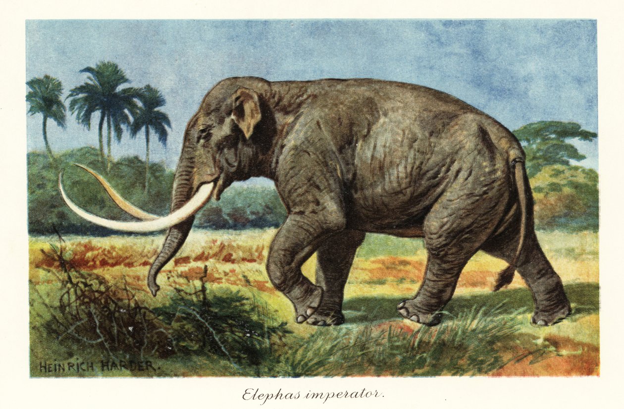 Mamut kolumbijski wymarły gatunek mamuta, plejstocen., 1908 (druk) autorstwa Heinrich Harder