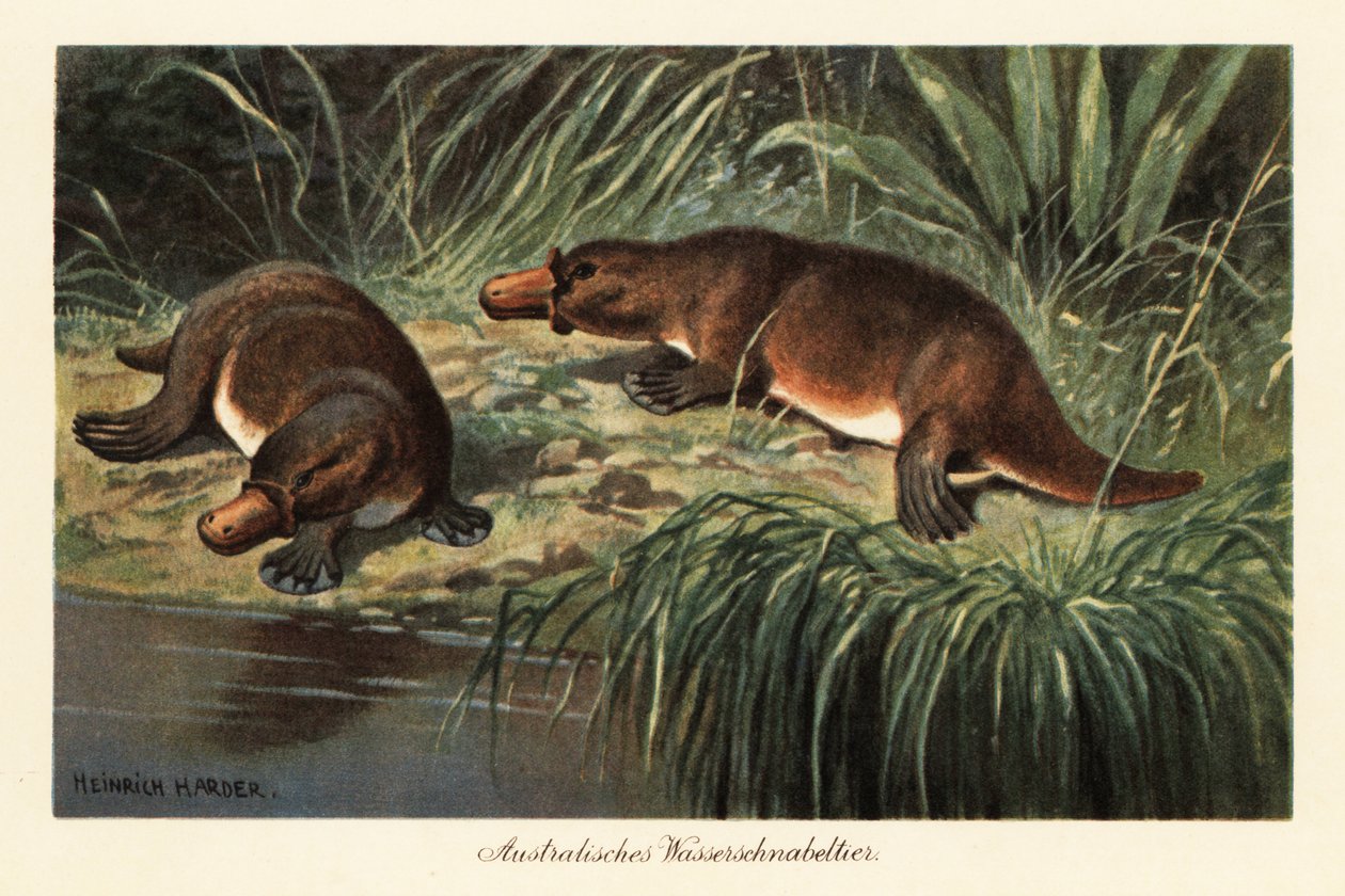 Dziobak kaczy, Ornithorhynchus anatinus, na brzegu rzeki. autorstwa Heinrich Harder