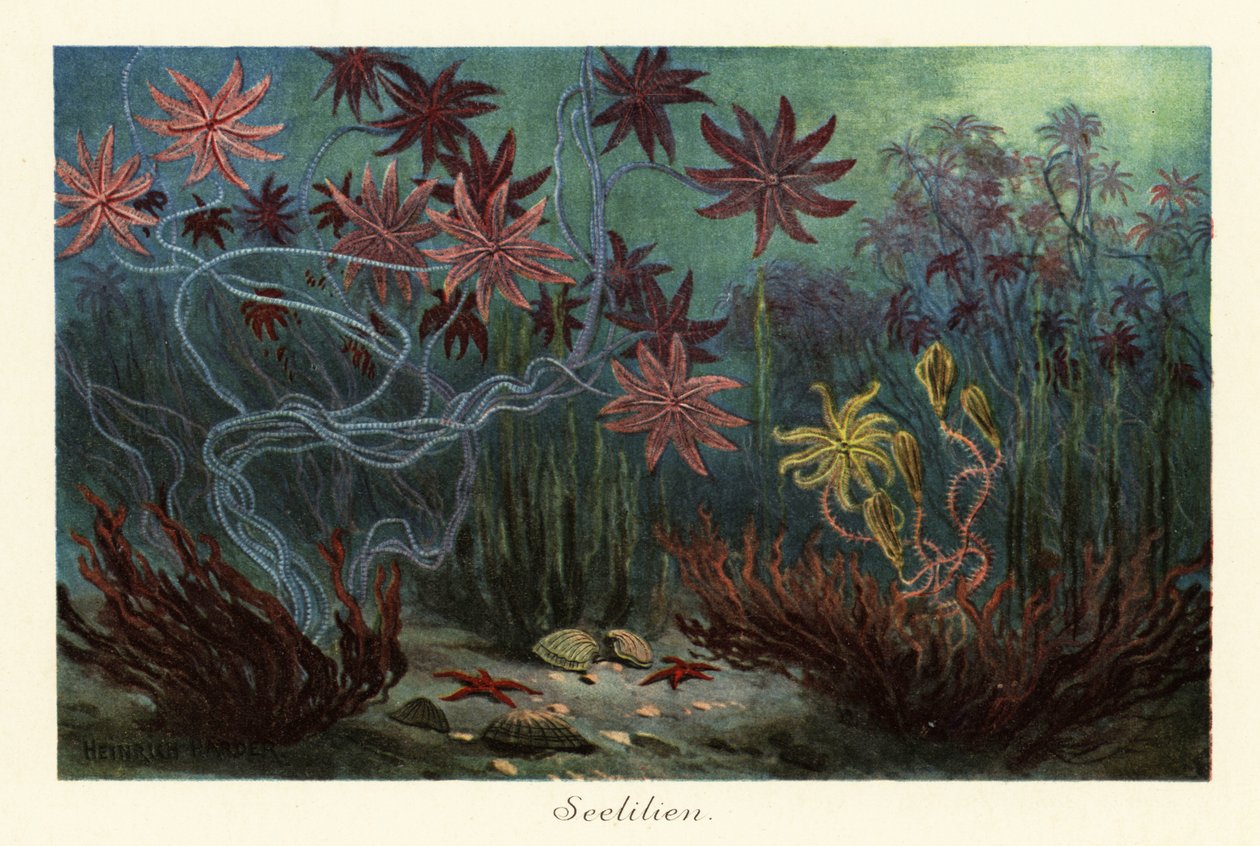 Wymarłe liliowce lub liliowce, Crinoidea, na dnie morskim., 1908 (Drukuj) autorstwa Heinrich Harder