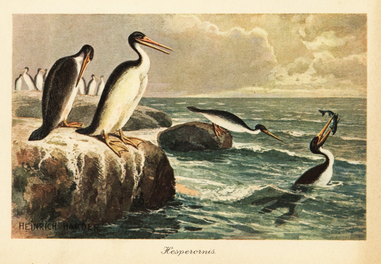 Hesperornis regalis, wymarły ptak nielot, kreda. autorstwa Heinrich Harder