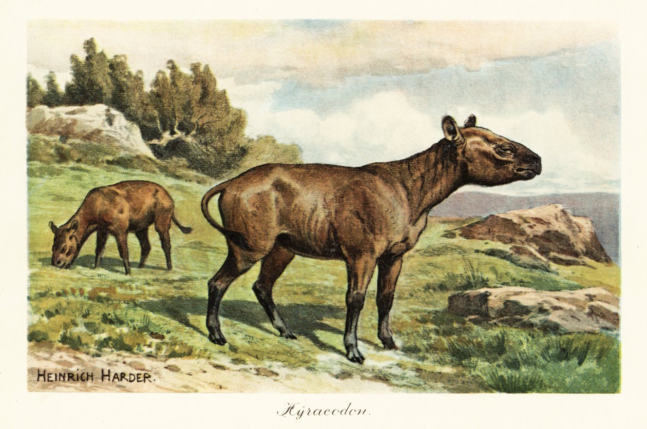 Hyracodon, wymarły rodzaj ssaka podobnego do kucyka, oligocen. ,1908 (druk) autorstwa Heinrich Harder