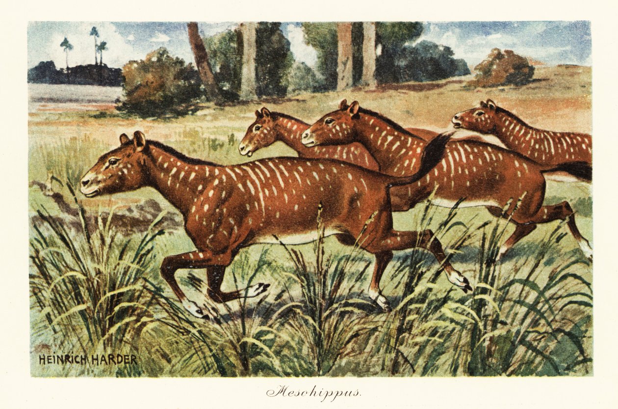 Mesohippus, wymarły rodzaj wczesnego konia., 1908 (druk) autorstwa Heinrich Harder