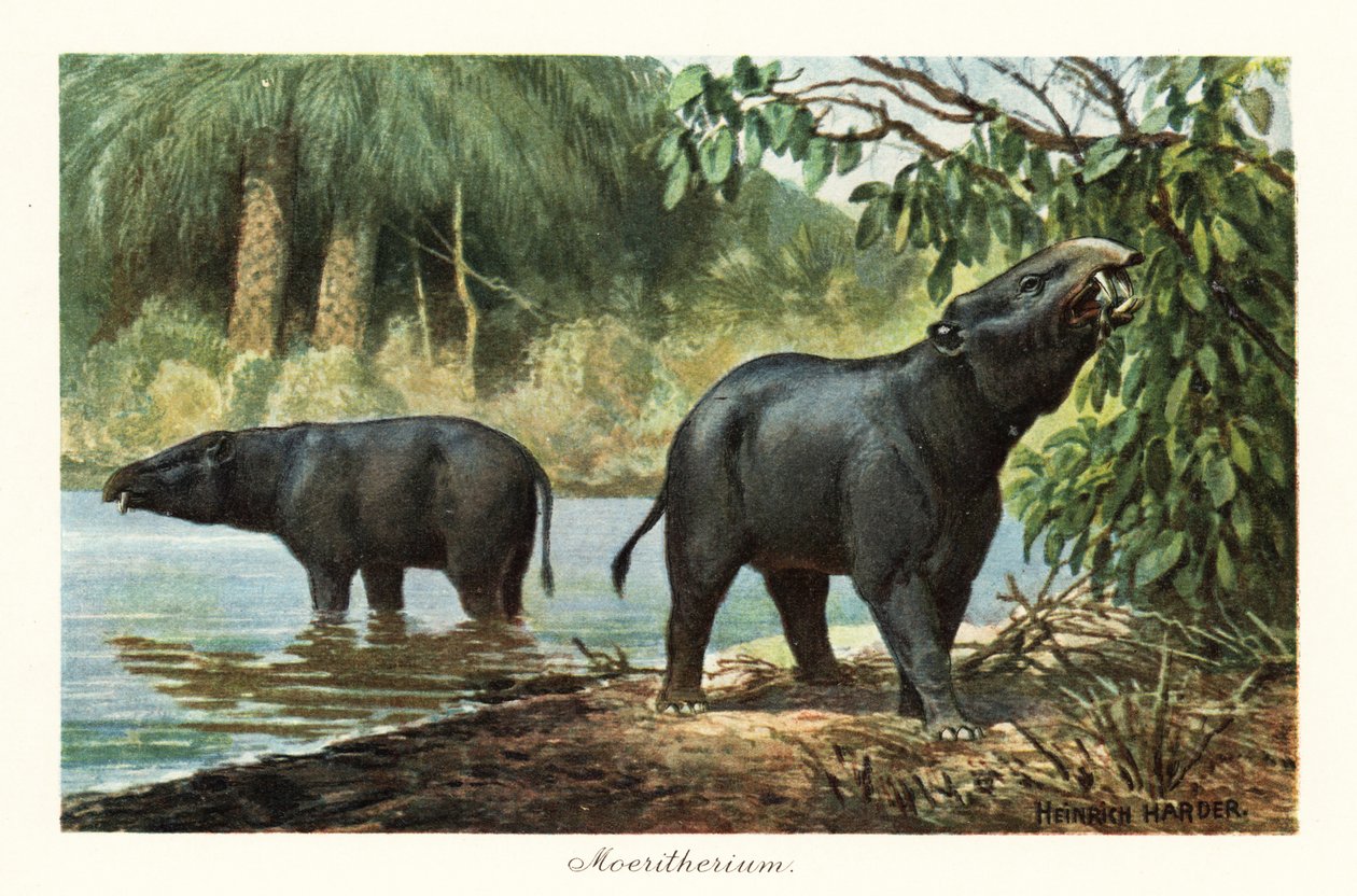 Moeritherium, wymarły rodzaj trąbowca eocenu. ,1908 (druk) autorstwa Heinrich Harder