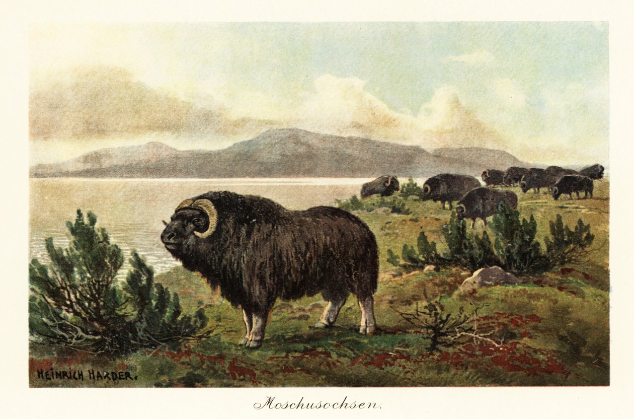 Piżmowół lub wół piżmowy, Ovibos moschatus., 1908 (Drukuj) autorstwa Heinrich Harder
