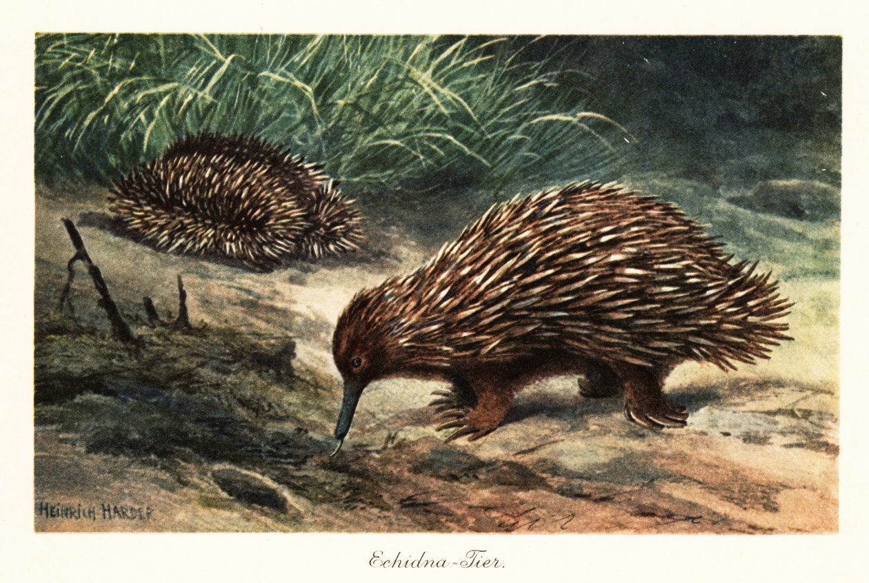Kolczatka krótkodzioba, Tachyglossus aculeatus, żeruje na pokarm. autorstwa Heinrich Harder