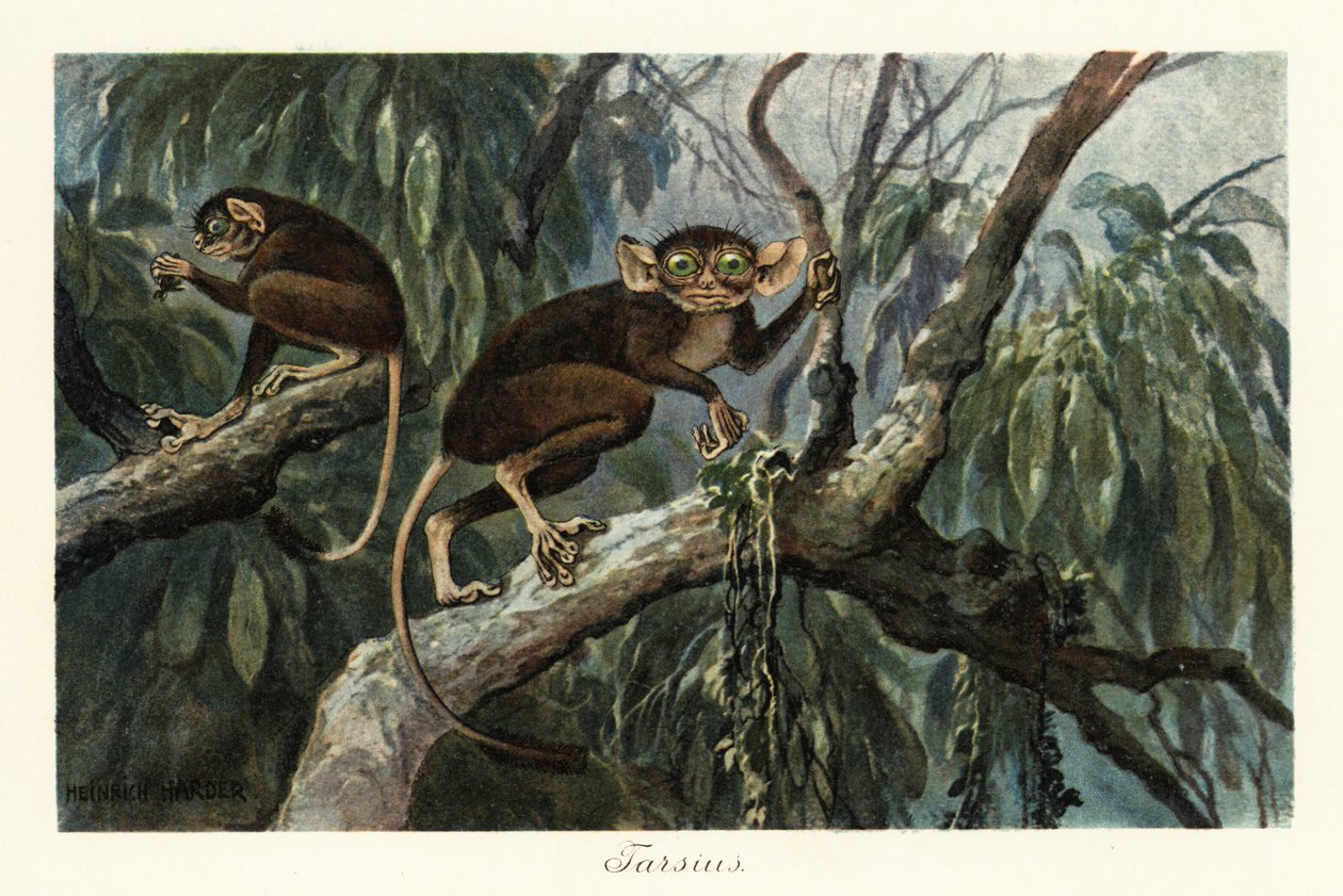Tarsius, prymas haplorrhine rodzaju tarsiers., 1908 (druk) autorstwa Heinrich Harder