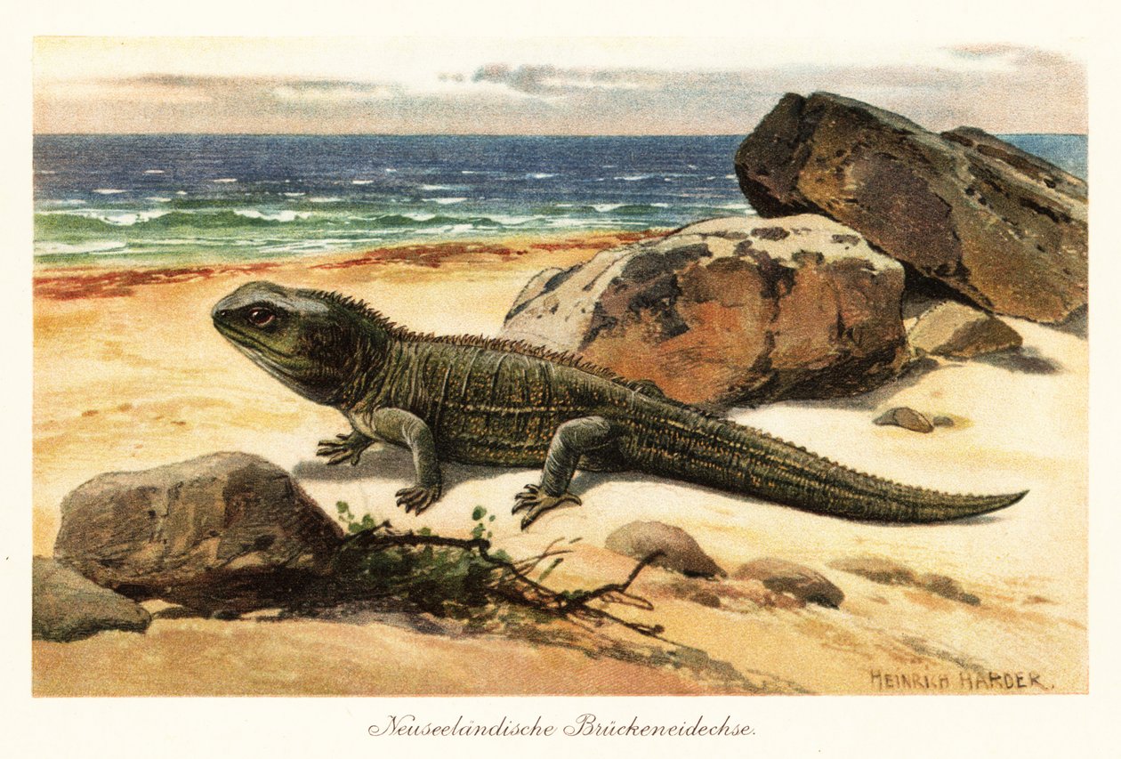 Wrażliwy hatterka, Sphenodon punctatus, na brzegu. autorstwa Heinrich Harder