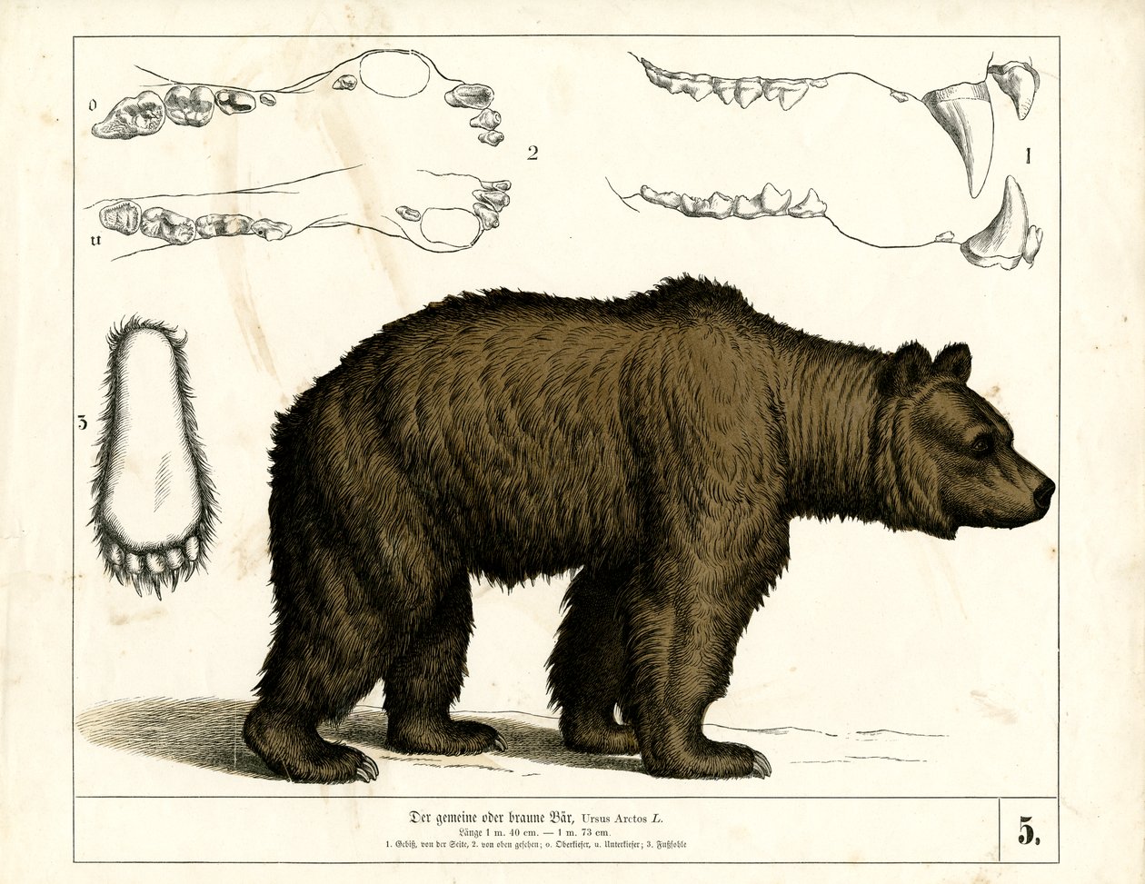  autorstwa Heinrich Leutemann