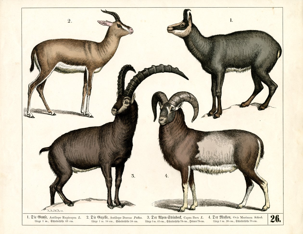Kozica, gazela, koziorożec i muflon autorstwa Heinrich Leutemann