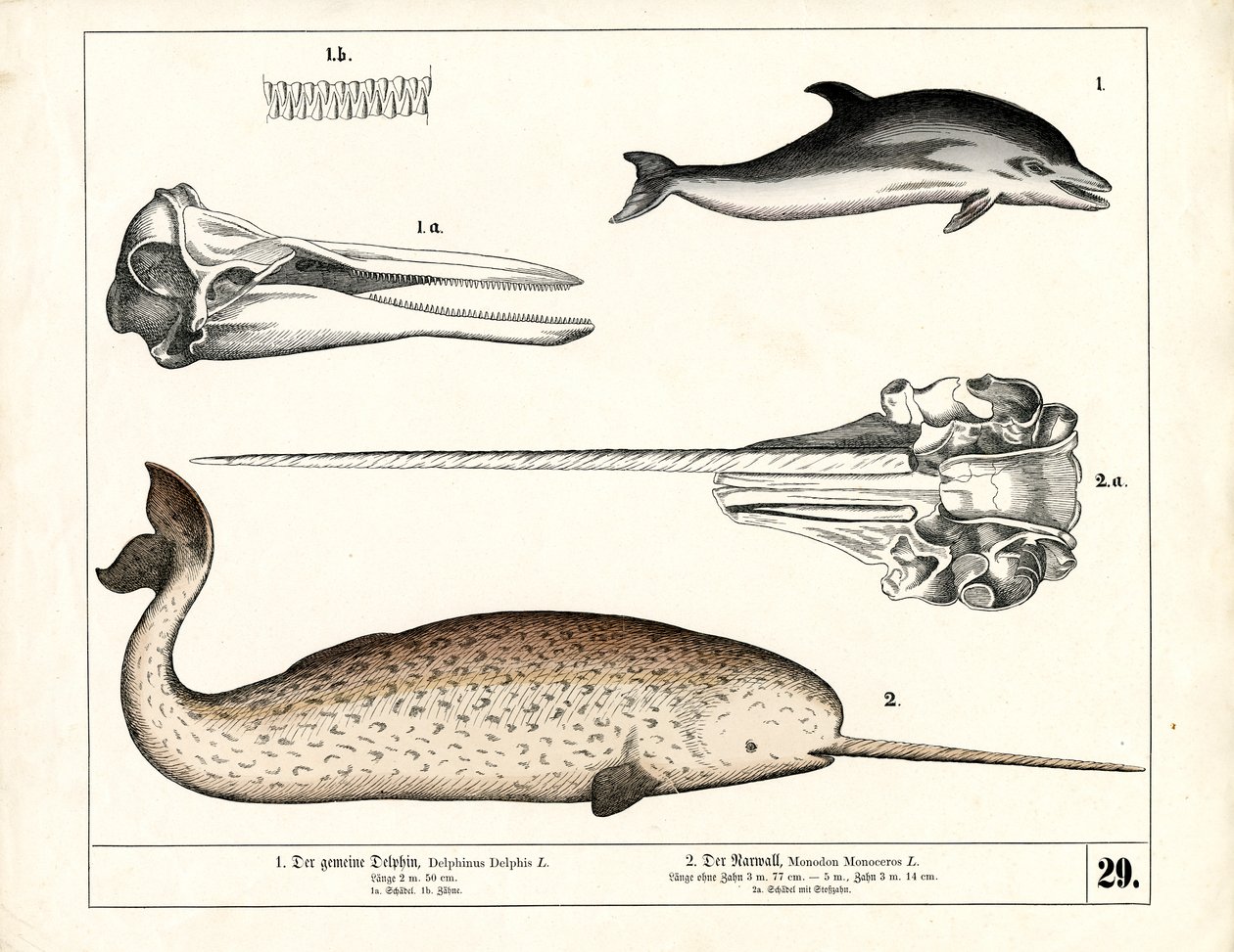  autorstwa Heinrich Leutemann