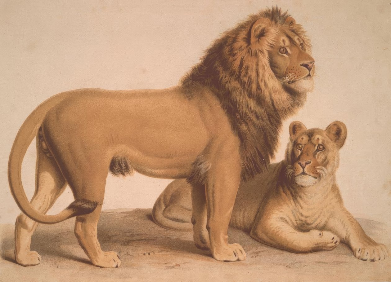 Lew / Felis Leo autorstwa Heinrich Leutemann