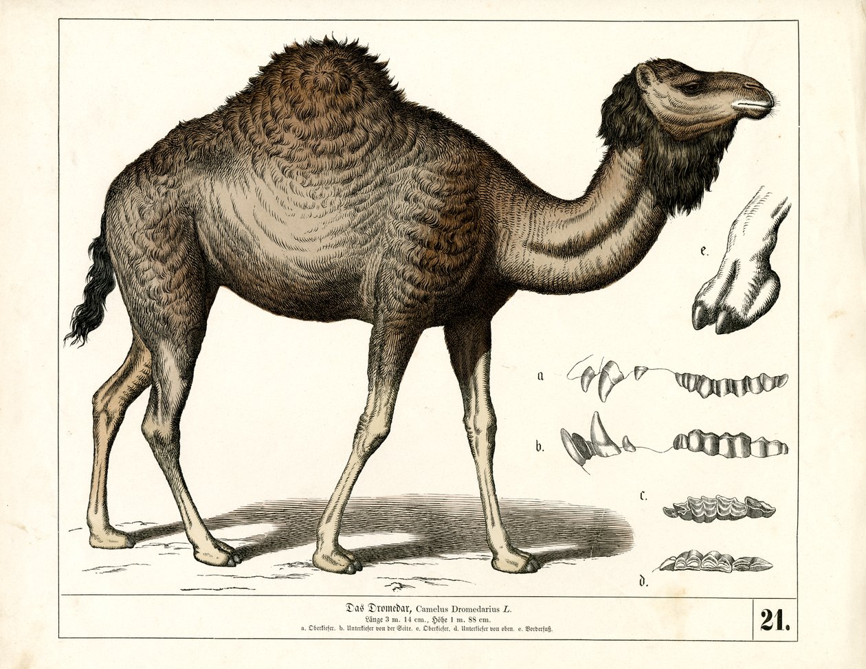  autorstwa Heinrich Leutemann