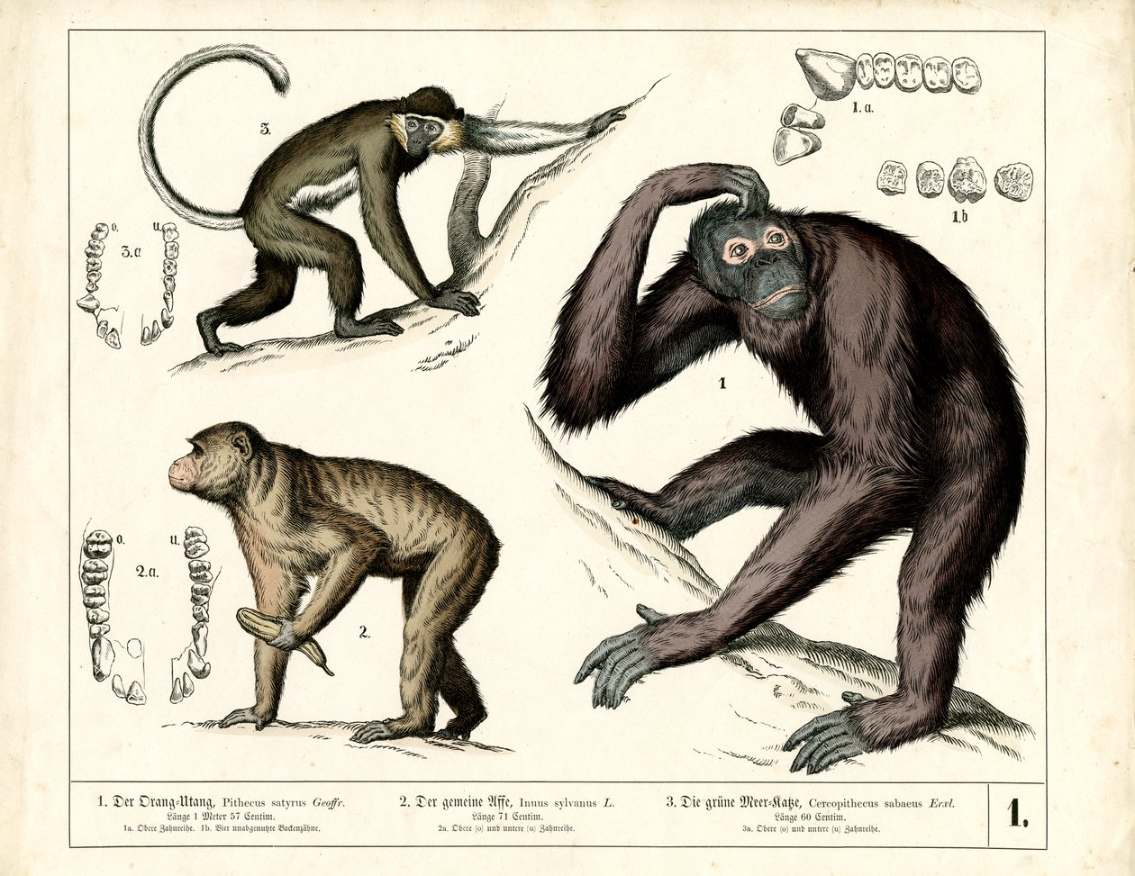 Małpy człekokształtne: orangutan, szympans i gnu autorstwa Heinrich Leutemann
