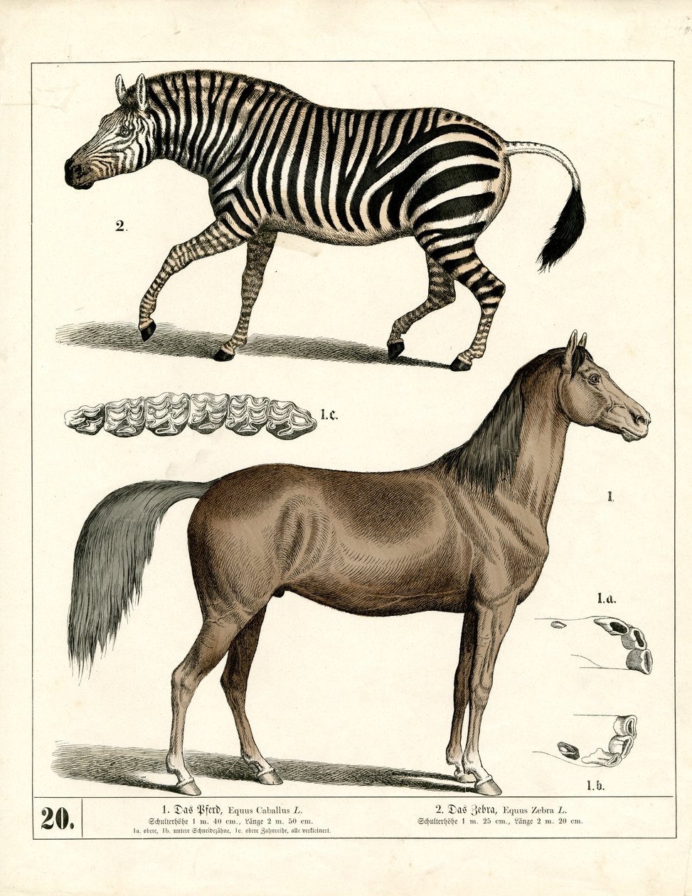  autorstwa Heinrich Leutemann