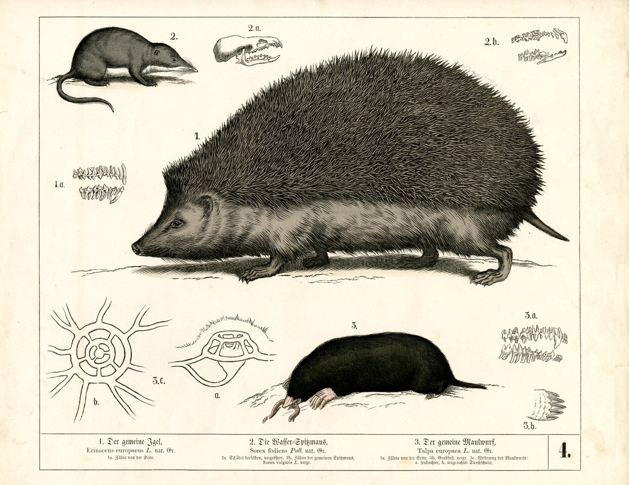 autorstwa Heinrich Leutemann