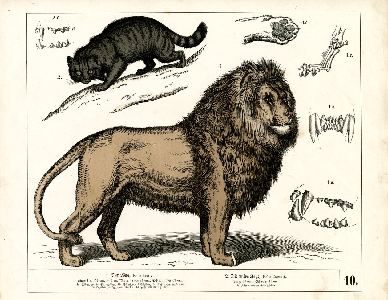  autorstwa Heinrich Leutemann