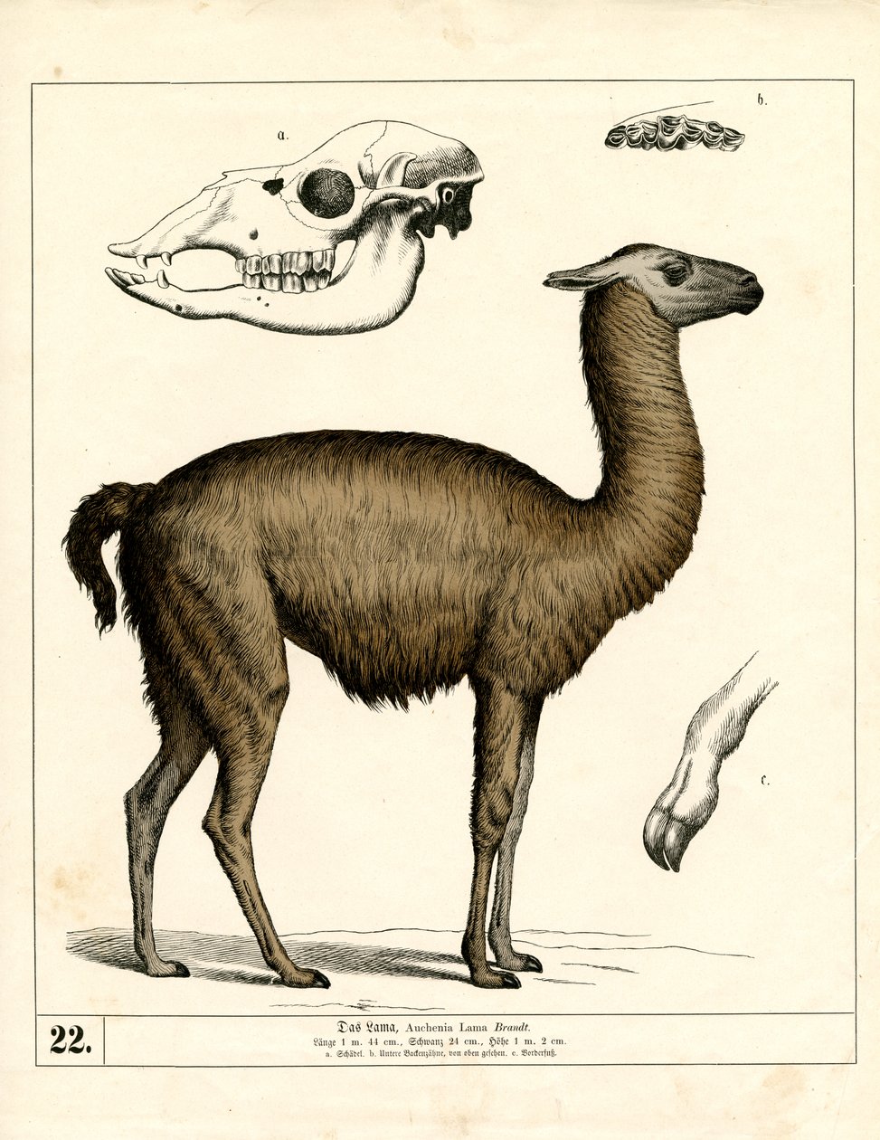  autorstwa Heinrich Leutemann