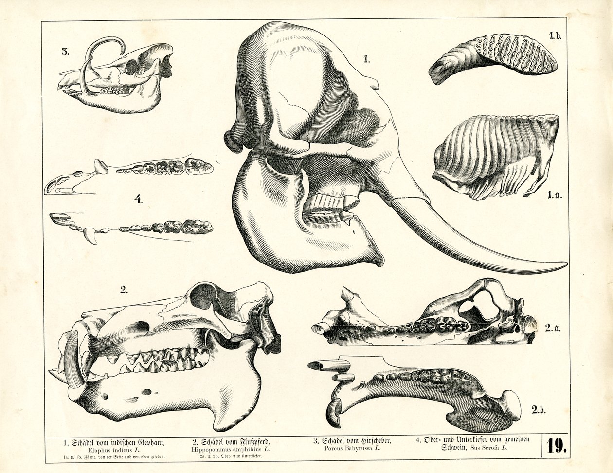  autorstwa Heinrich Leutemann